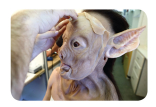 Grimm Gallery: Becoming The Murcielago  (4 of 7)